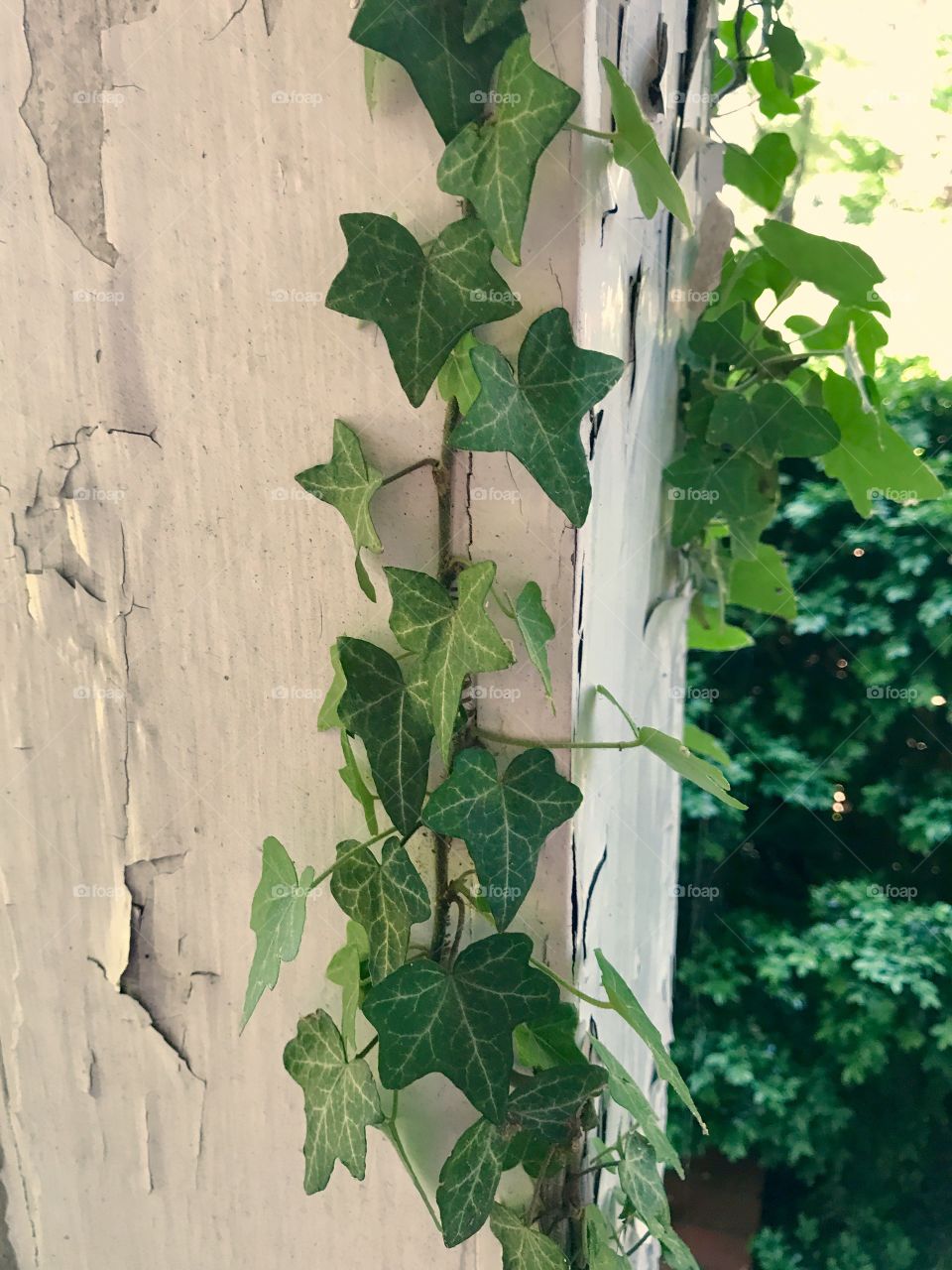 Ivy Climbing Painted Beam