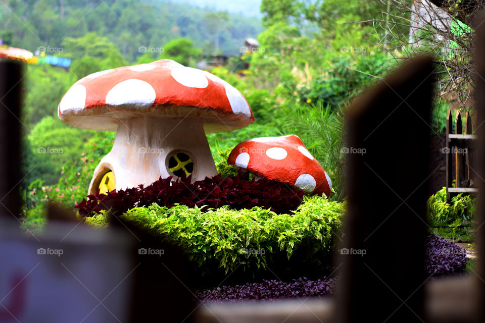 The giant mushroom