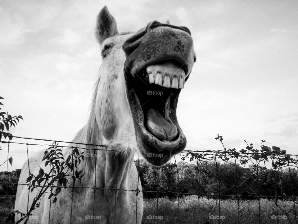 Laughing Horse