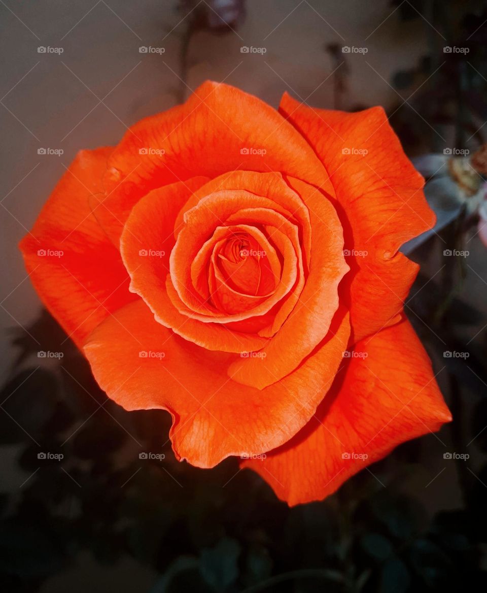 “We can complain because rose bushes have thorns, or rejoice because thorn bushes have roses.”