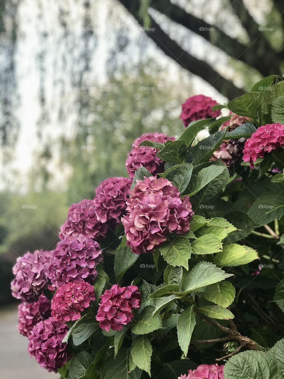 Hydrangeas under the weeping willow tree 