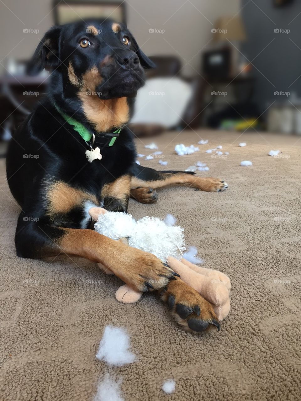 Guilty puppy