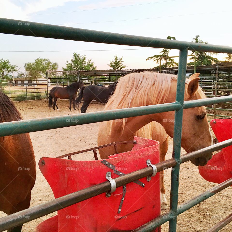 Red plastic horse feeding troughs