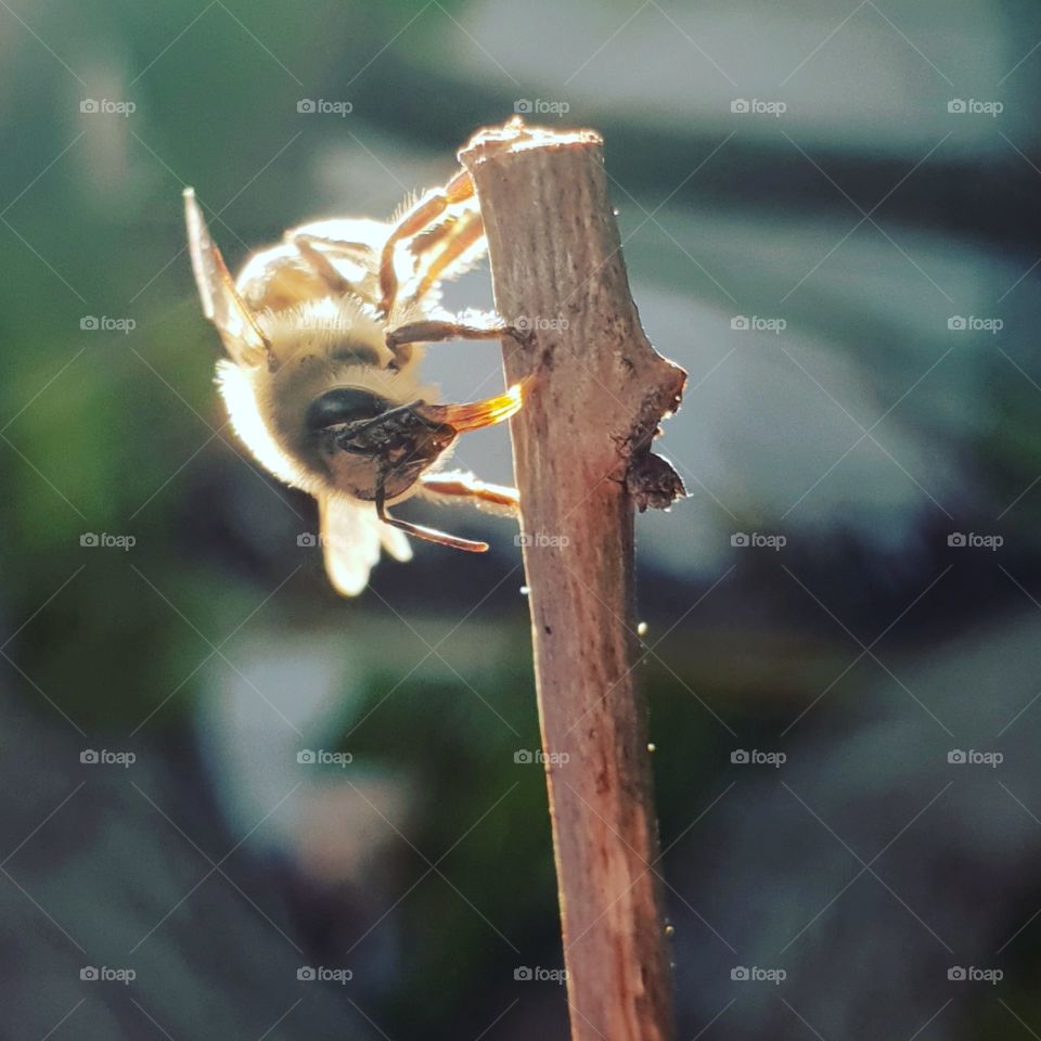 Beautiful golden bee on a twig , focused macro with blurred background.