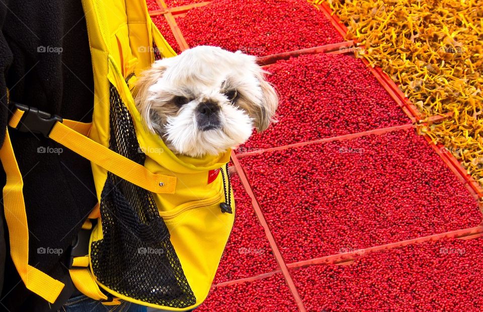 Dog in bag