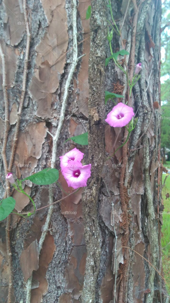 Pining Morning Glory