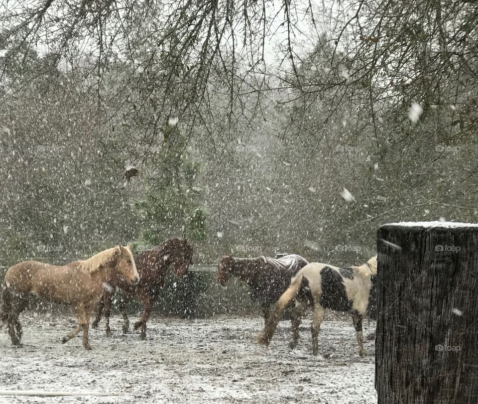 Our big babies playing in their first snow in the South Georgia winter of 2018.