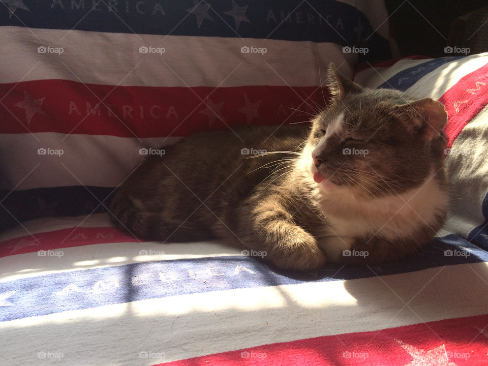 Henry the cat telling what he thinks of his country. Lying on the couch on a patriotic blanket. America the beautiful.