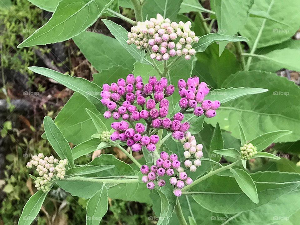 Springtime blooms of the Swamp Milkweed.