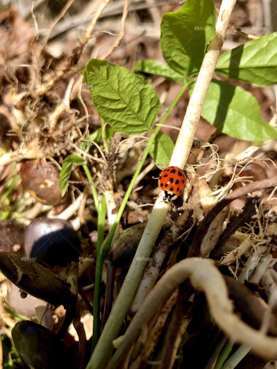 Ladybug