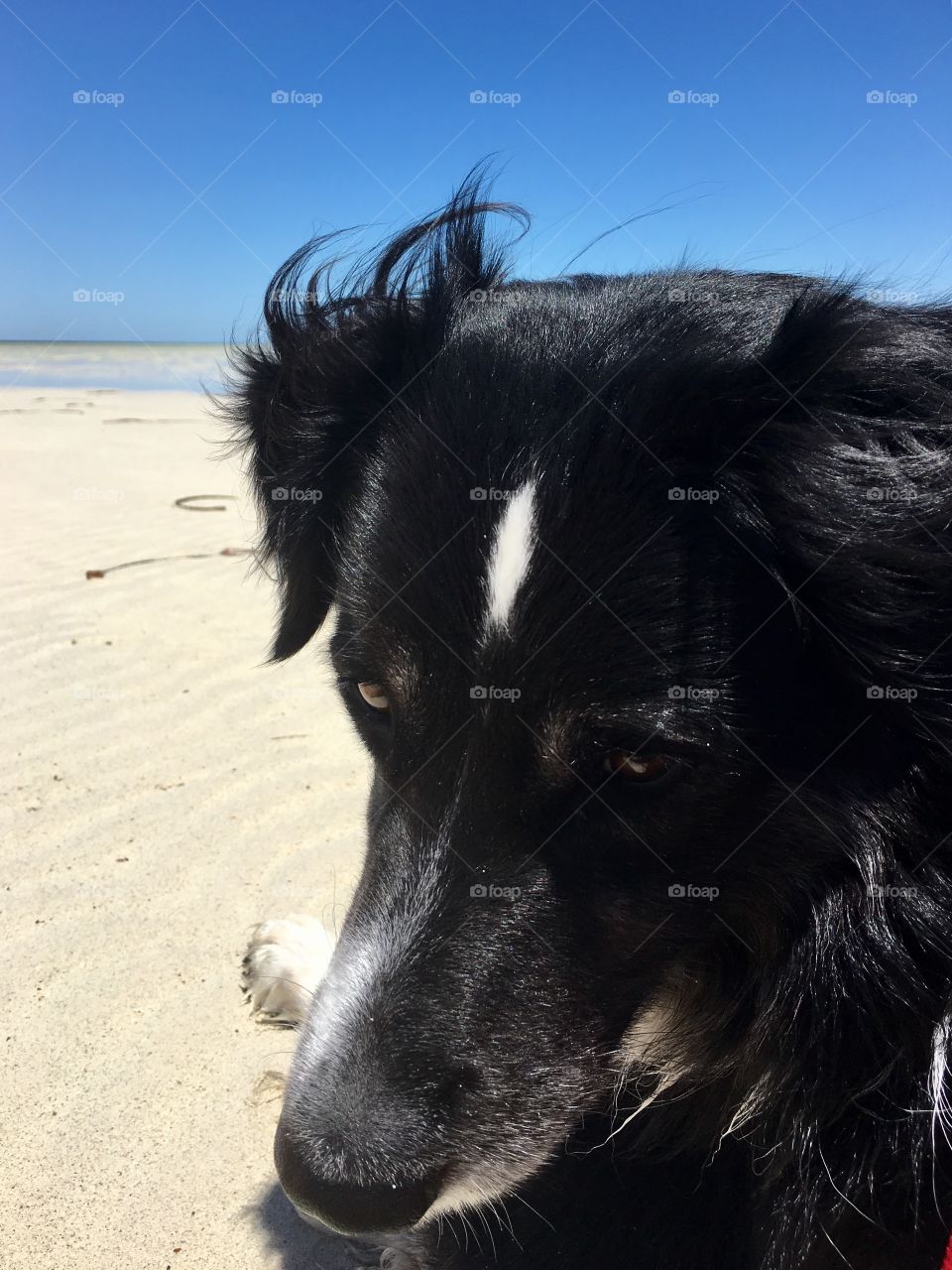 Headshot border collie sheepdog at beach