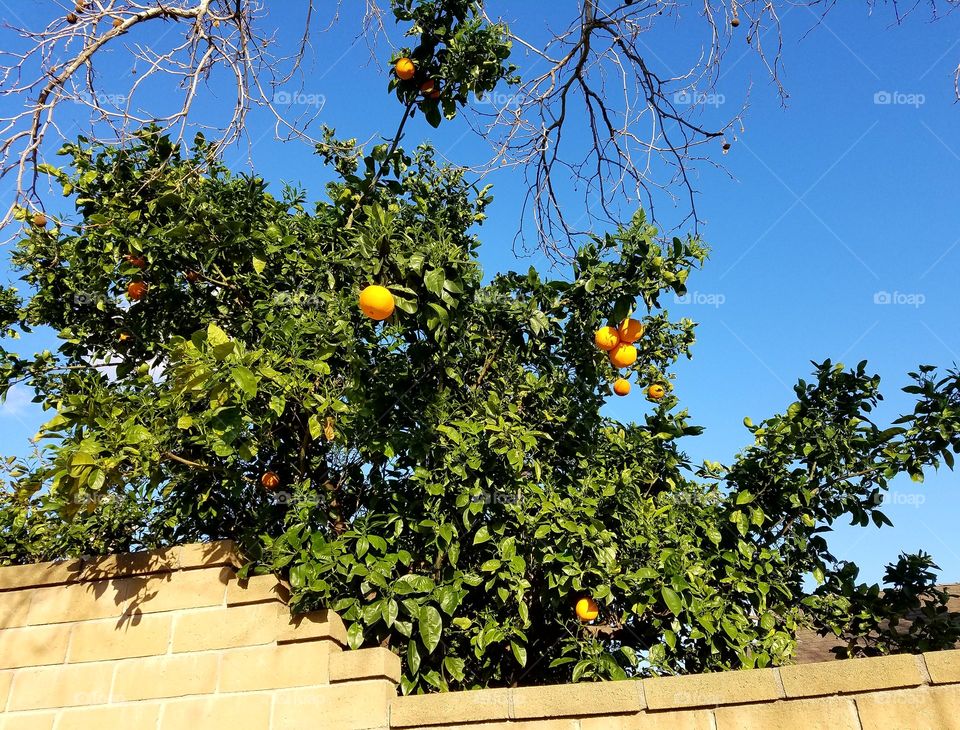 Orange tree