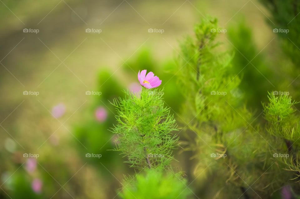 Blooming of colourful cosmos flower. Overcast day making it more dramatic.