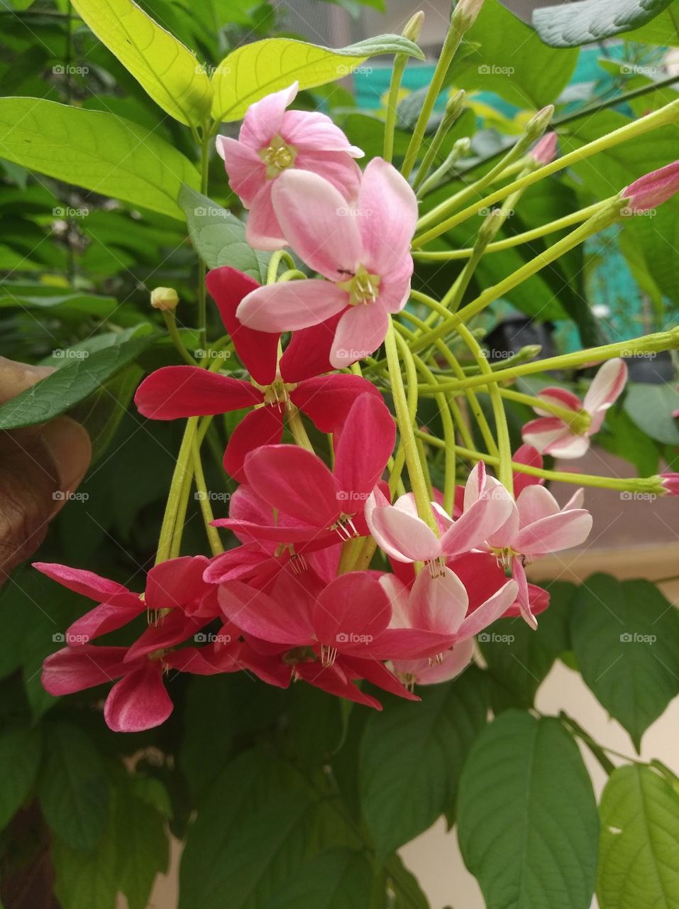 red and pink flower seasonal fresh shurb small size looks very beautiful generally found everywhere