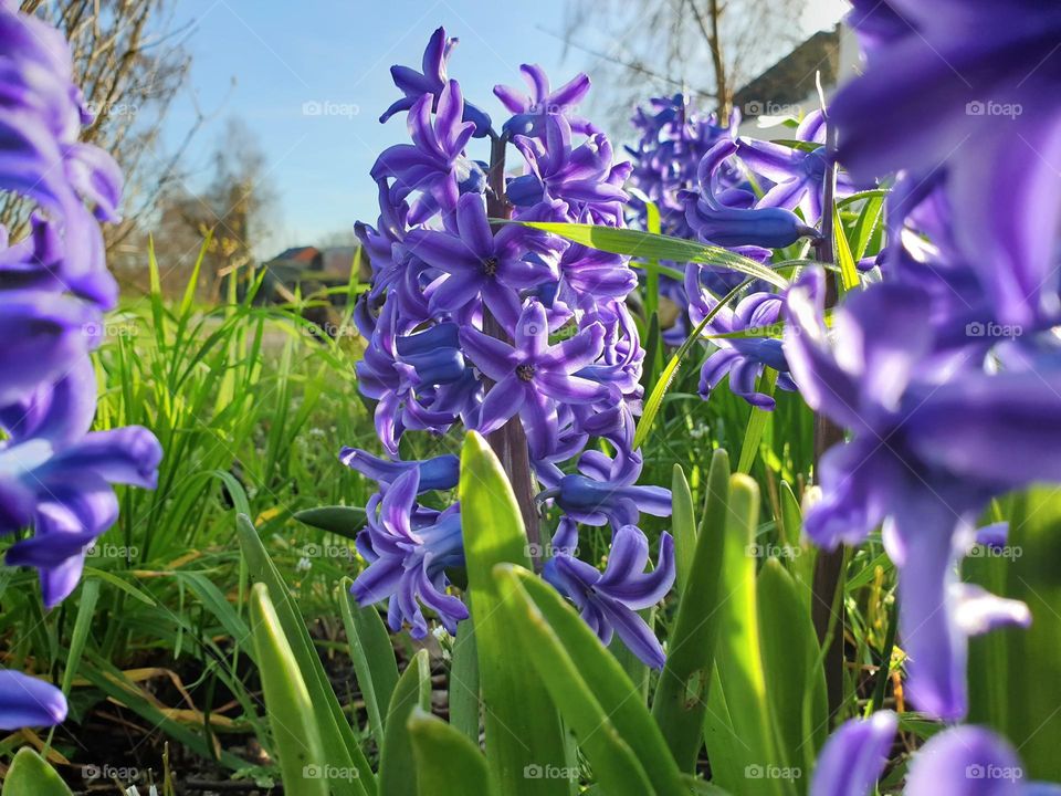 a portrait of blue bell flowers standing in between the grass of a garden during a sunny day.