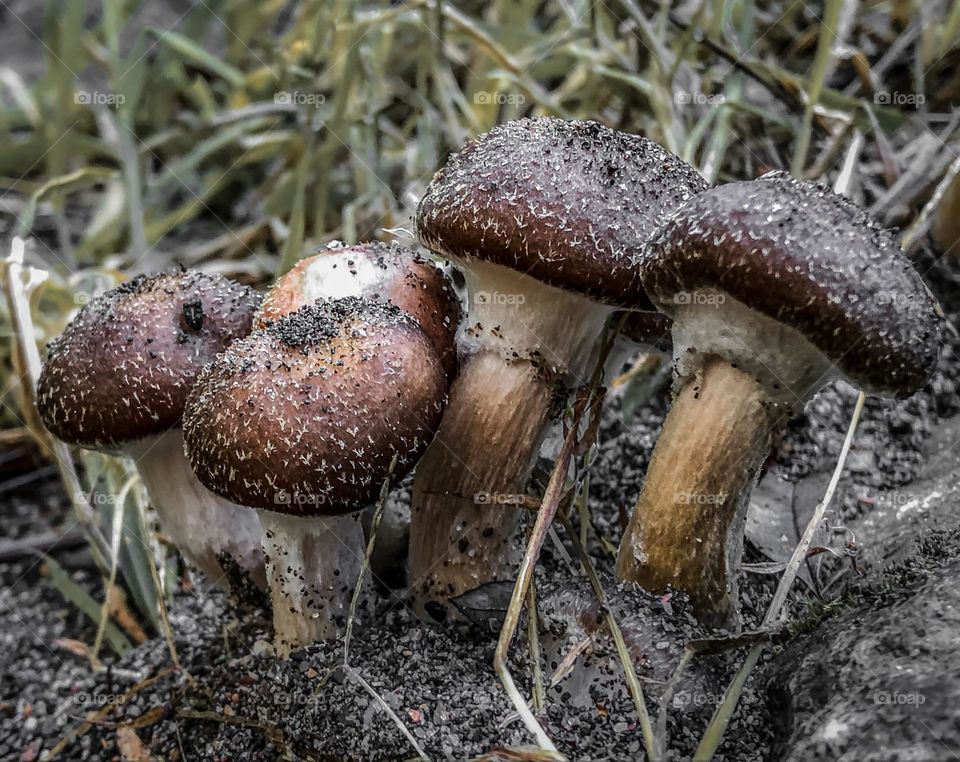 Physalacriaceae mushrooms growing wild in the autumn 