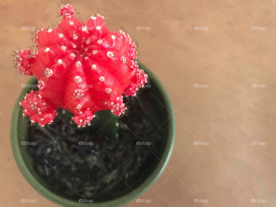 The cactus flower is a symbol of maternal love because it can endure and thrive in harsh conditions and therefore symbolic of a mother's unconditional love.
