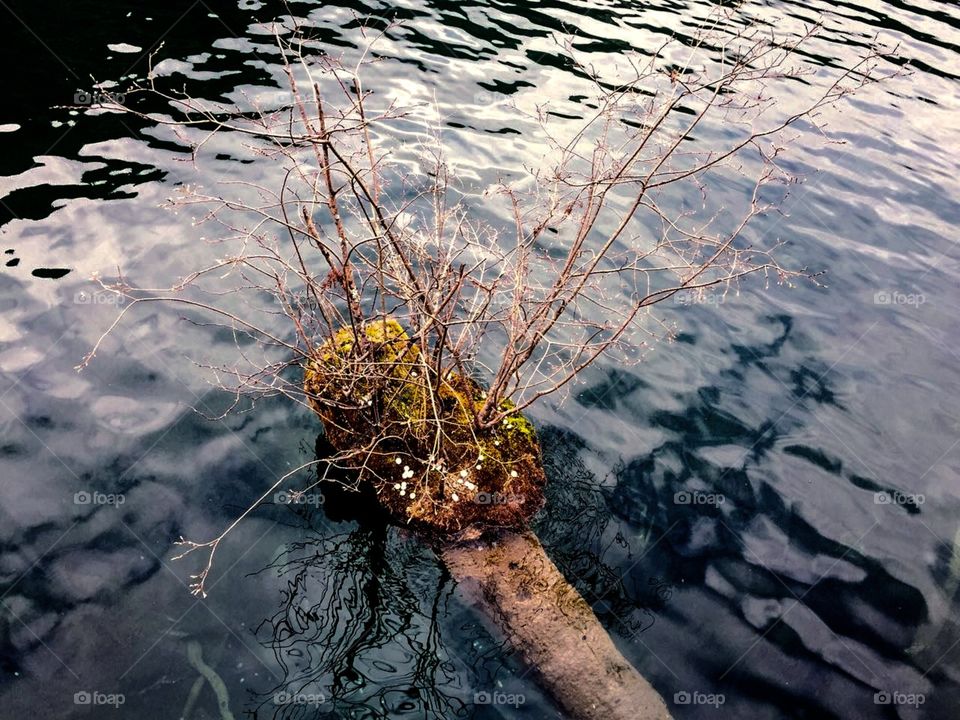 Water and tree trunk 