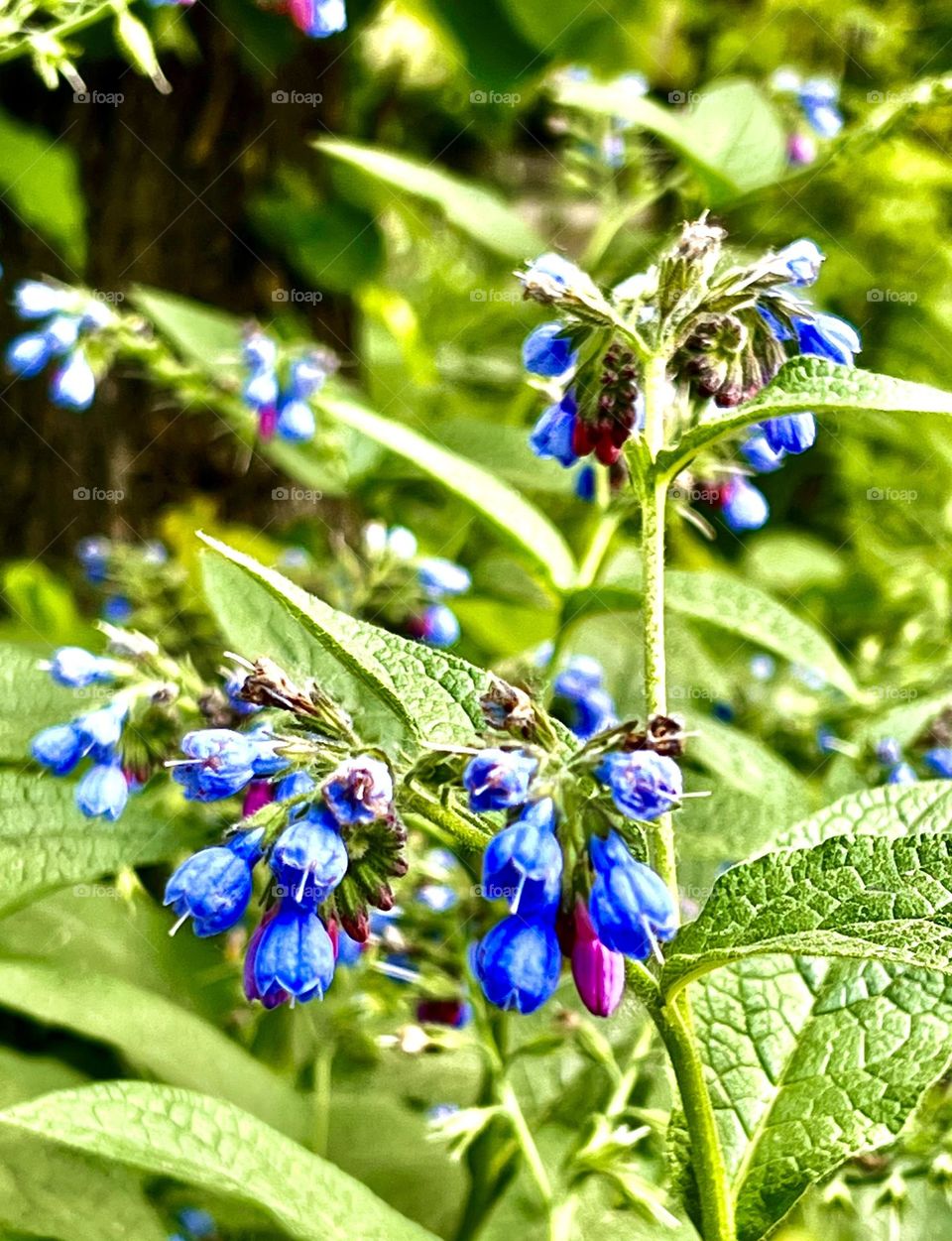 Beautiful blue flowers officinale symphytum comfrey