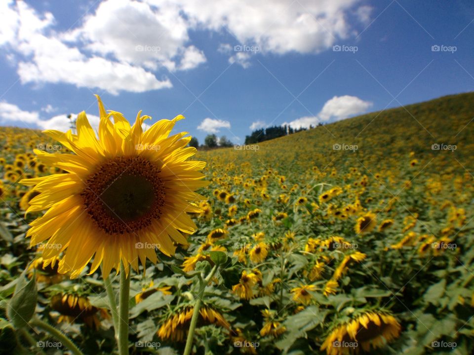 Sunflowers 