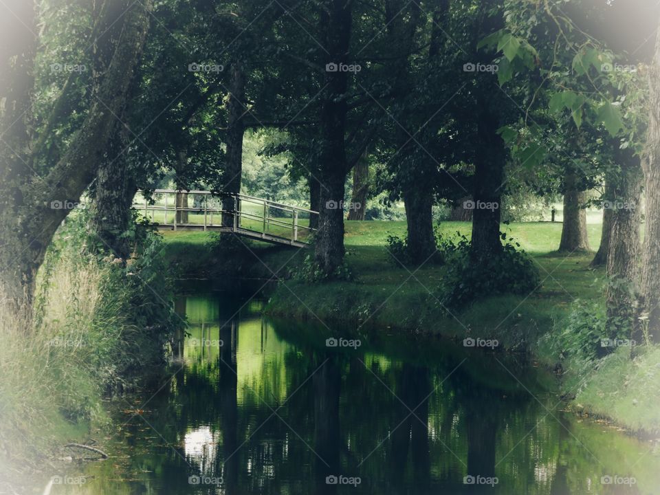 bridge forest and river