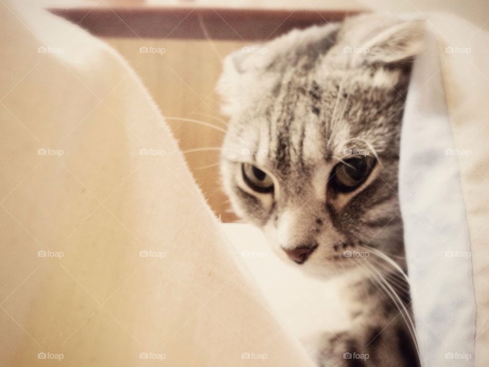 cat kitten dont wake me up sleep ins by fairybelle