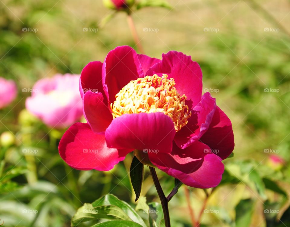 Peony flower 