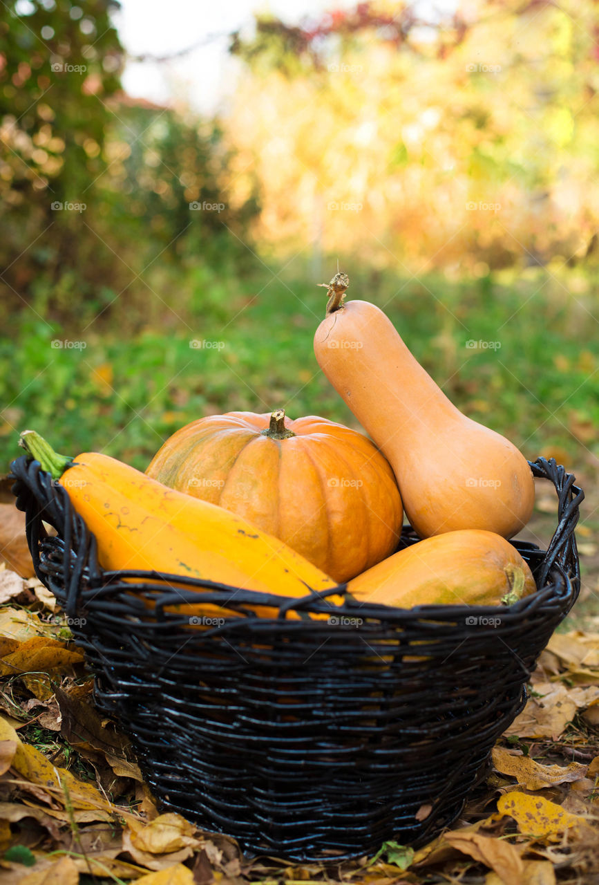 Fall, Pumpkin, Thanksgiving, Pasture, Halloween