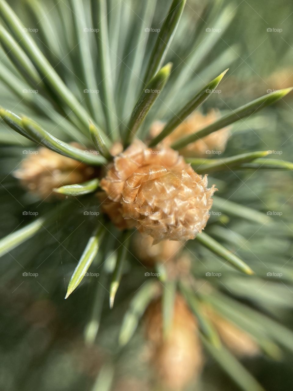 
new tree sprouts