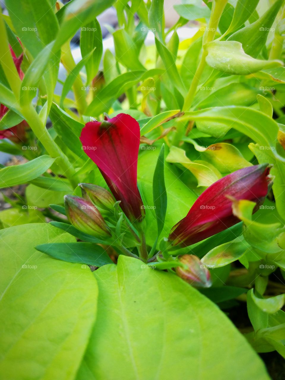 Red blooms and buds