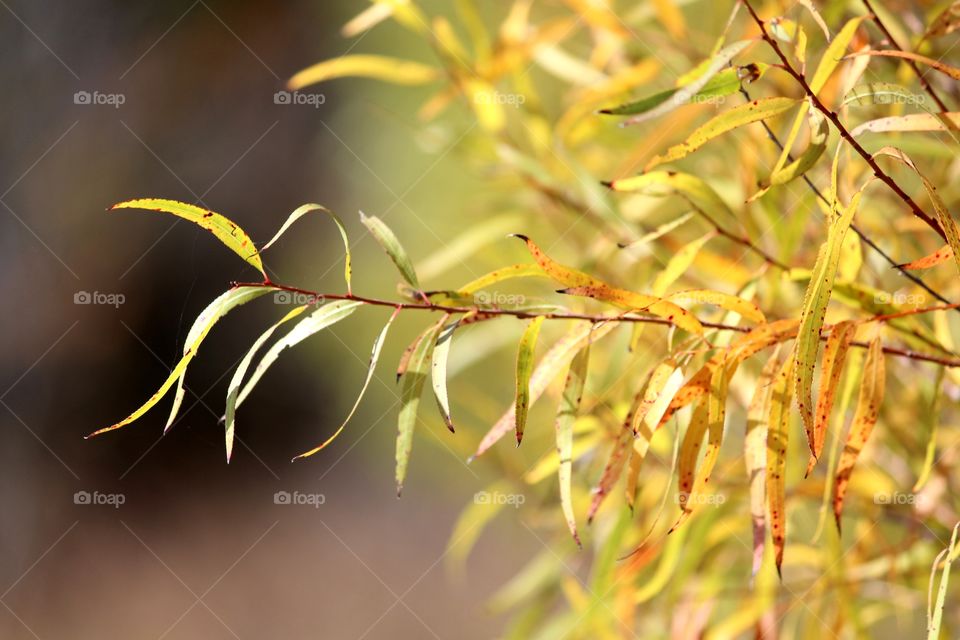 Fall Foliage 