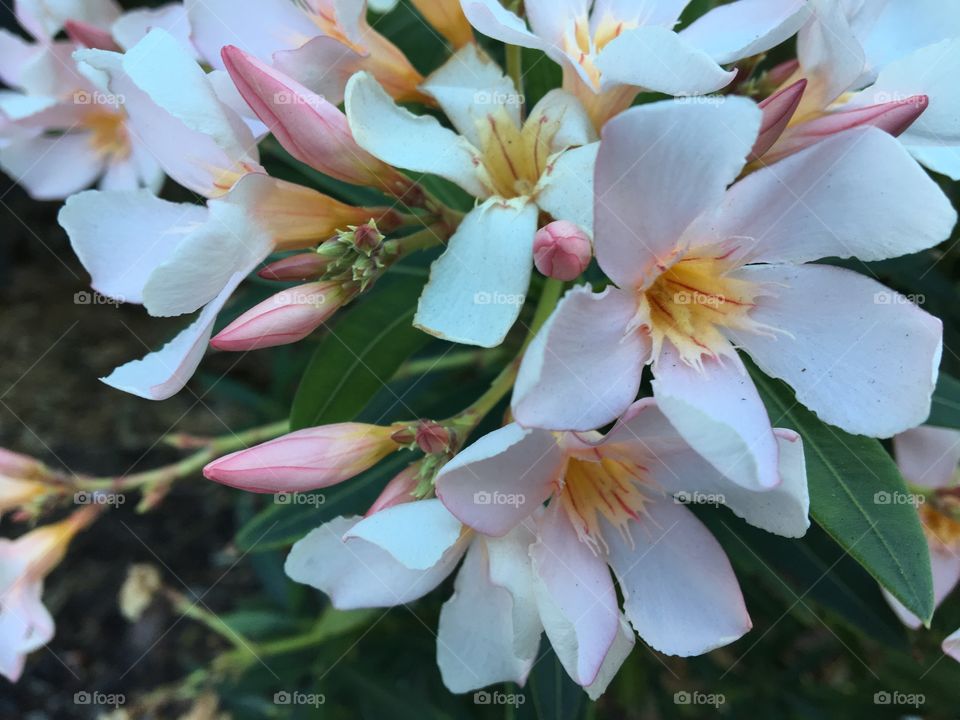 Pink Flowers: Narium Dwarf Apricot- oleander.