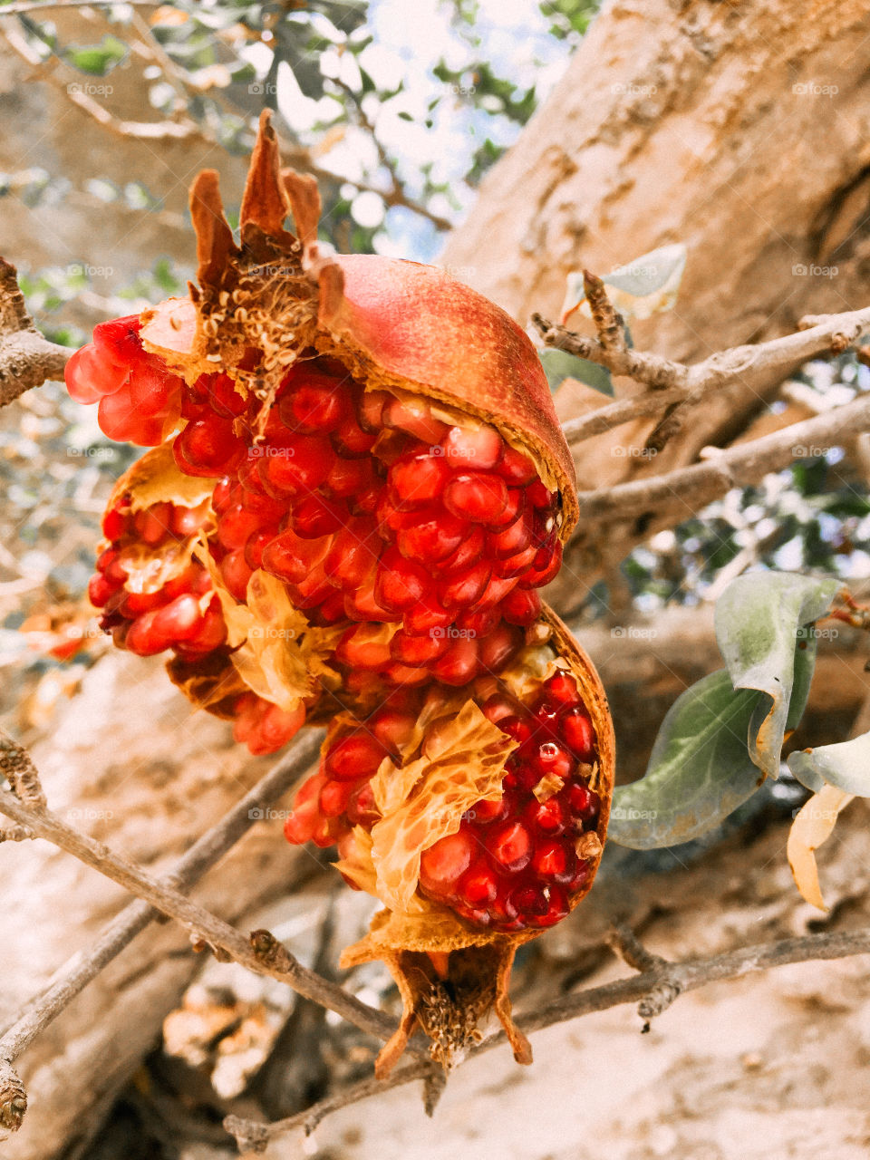 Pomegranate 