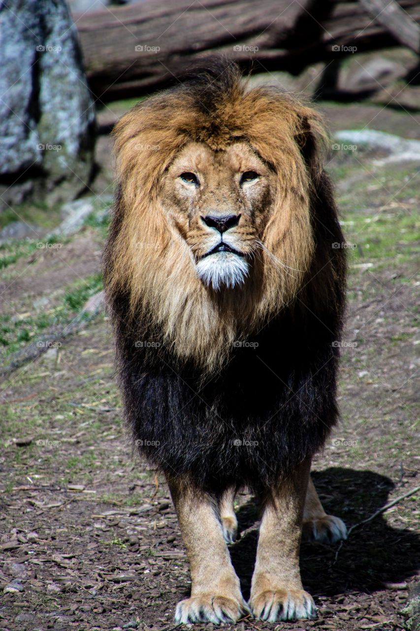 large male lion showing off his beautiful mane with pride
