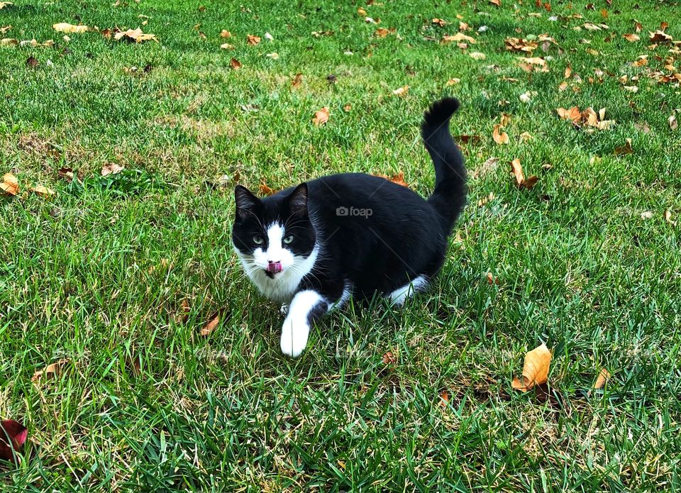 Black and white cat leaking his mouth and walking on the green grass