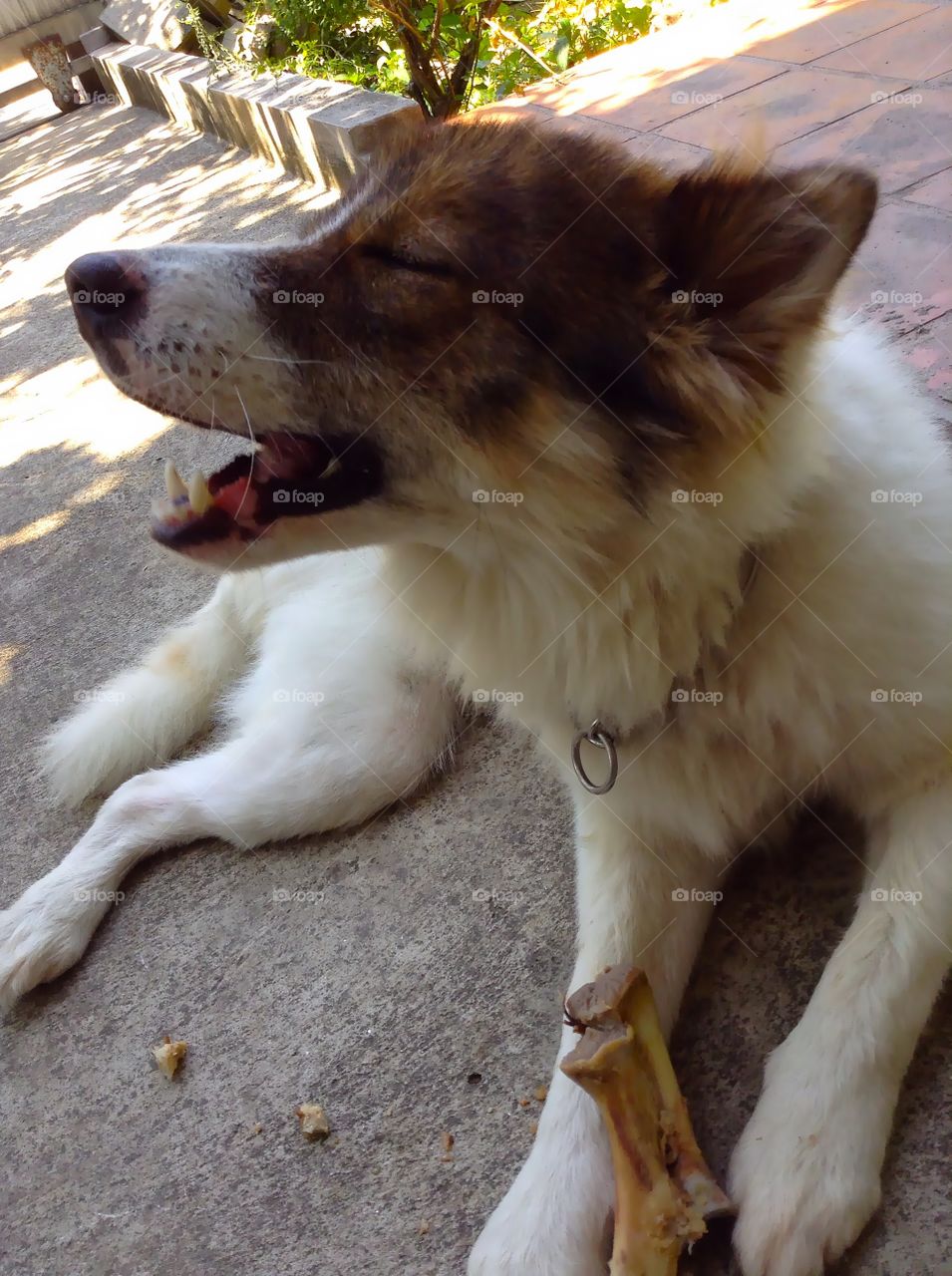 Happy Puppy. Happy puppy while gnawing a bone