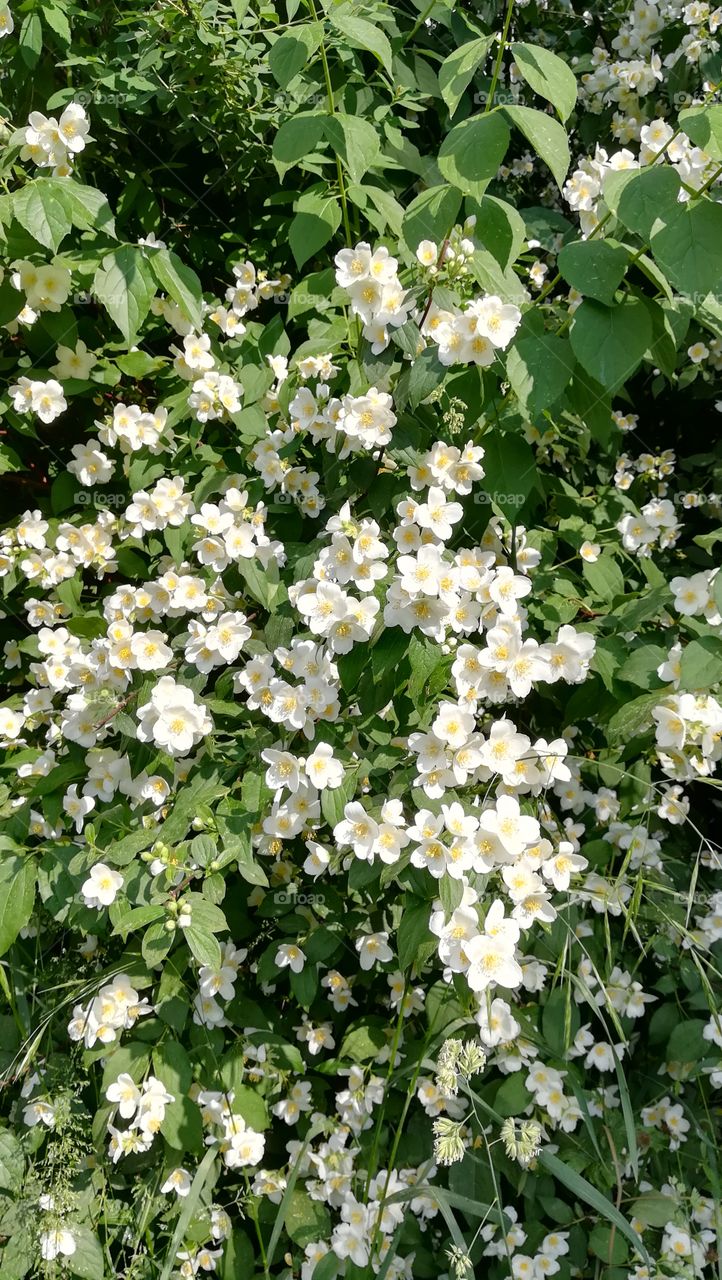 Lot of white flowers