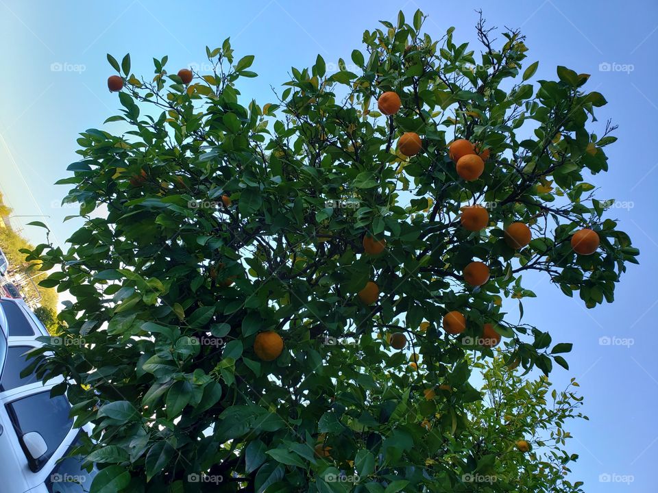 orange tree ready to ripen soon. fresh fruit
