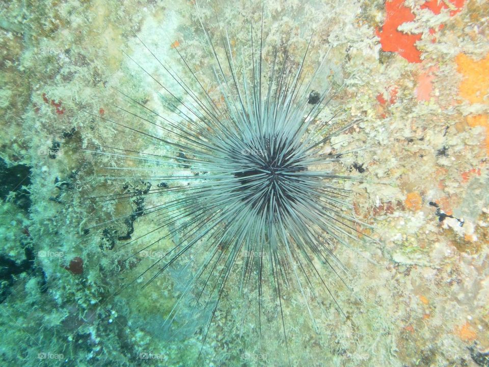 A sea urchin from Aruba