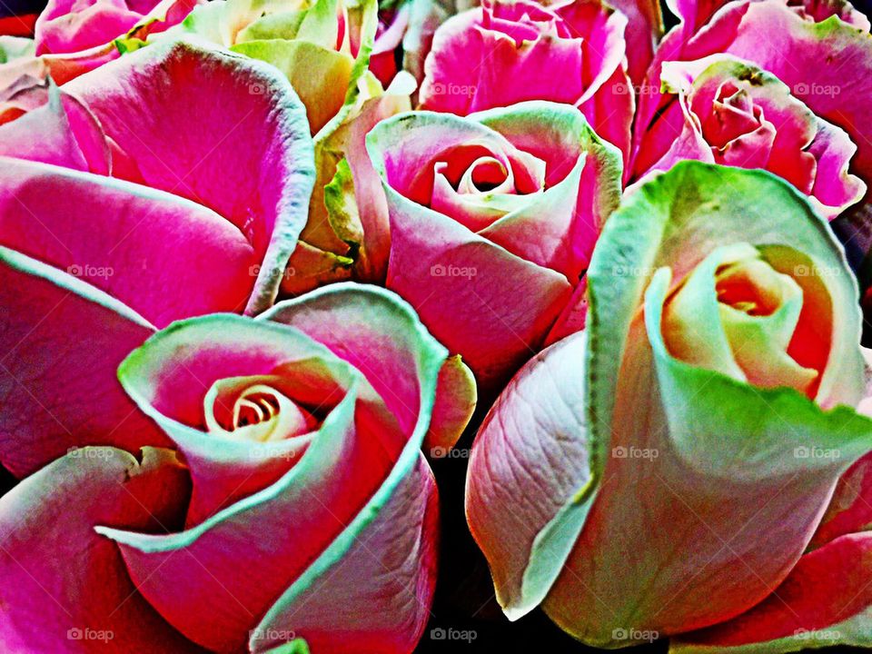 Pink and green roses