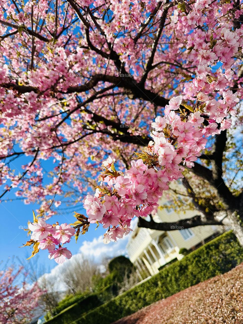 Beautiful cherry blossoms 🌸