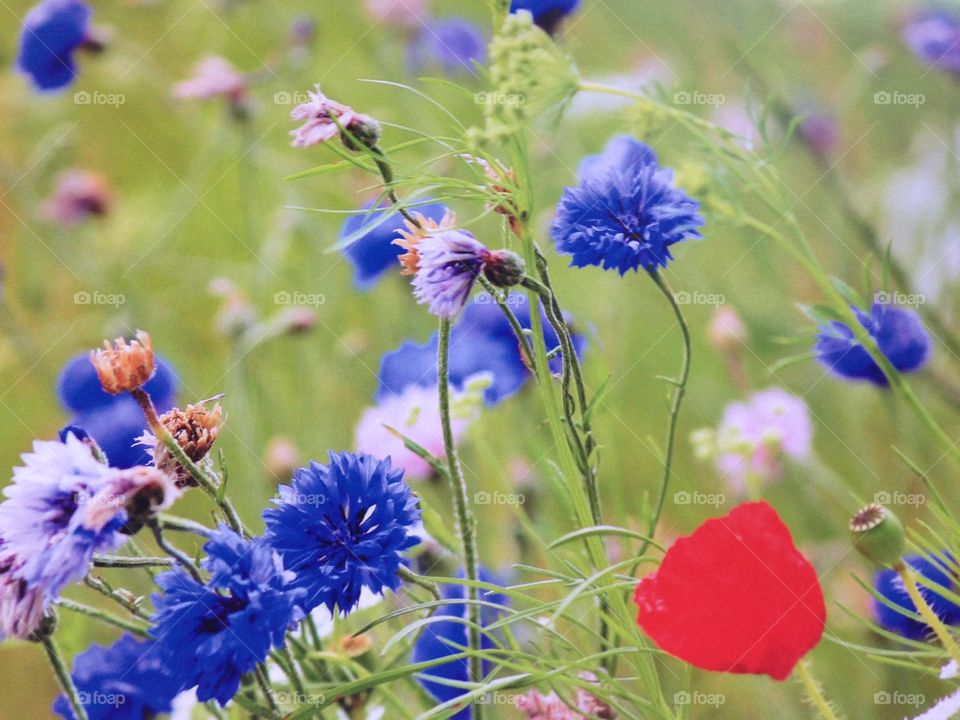 Spring flower meadow cornflowers and poppies