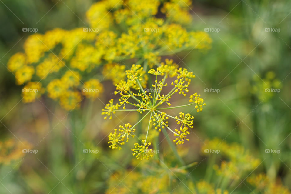 yellow flowers