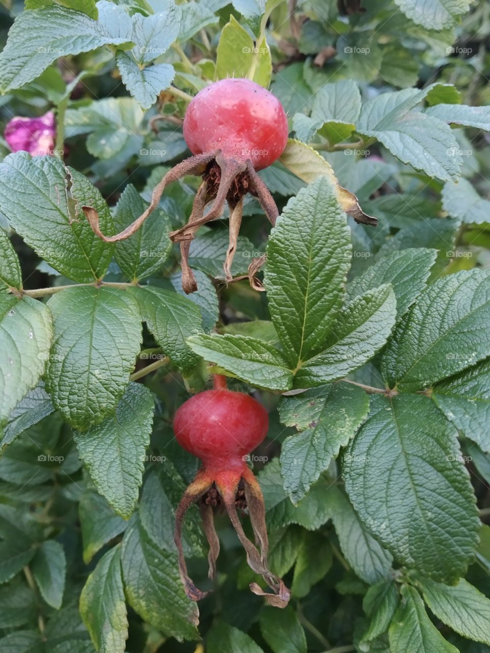 Red Berry. Rosa canina.