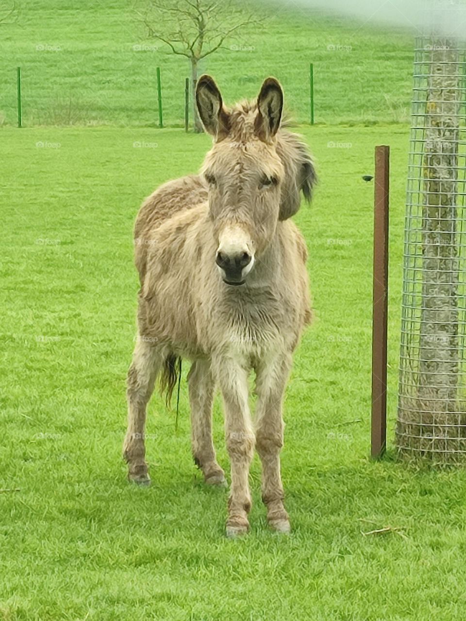 Donkey in the meadow