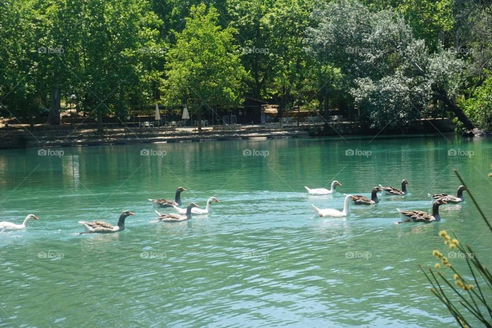 Nature#lake#trees#ducks#greengrass#wild