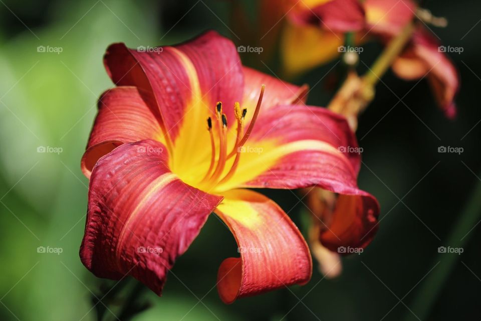 Macro shot of a lily flower