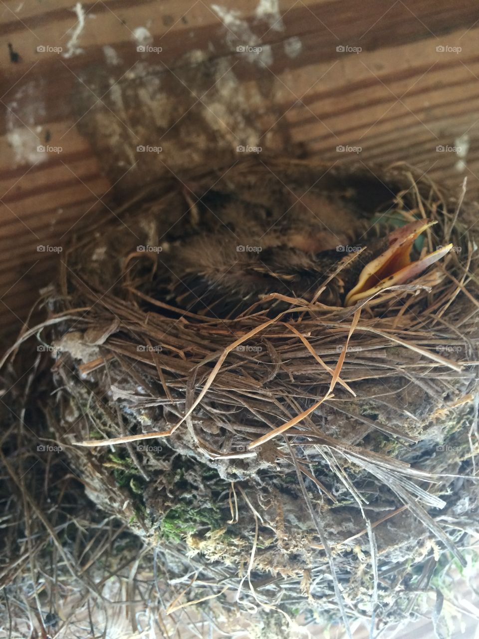 Nest