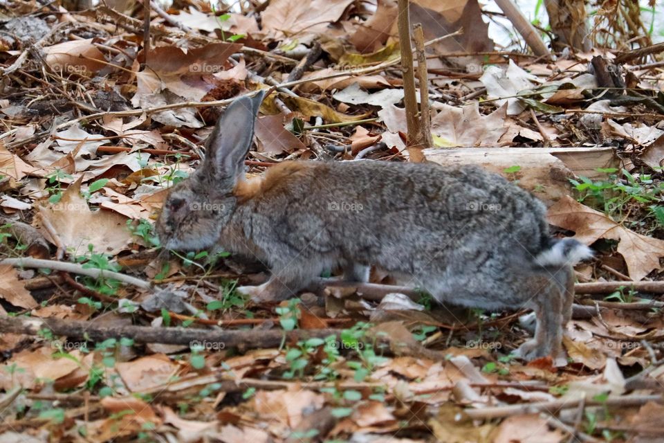 A wild rabbit in a wooded part of the city of Madrid