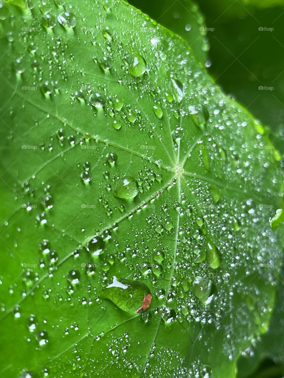 Clover patch covers leaf rainfall green raindrops waterdrops droplets wet water rain drop outside nature outdoors elements dew dewdrops plant plants leafs Grass splashes phone photography